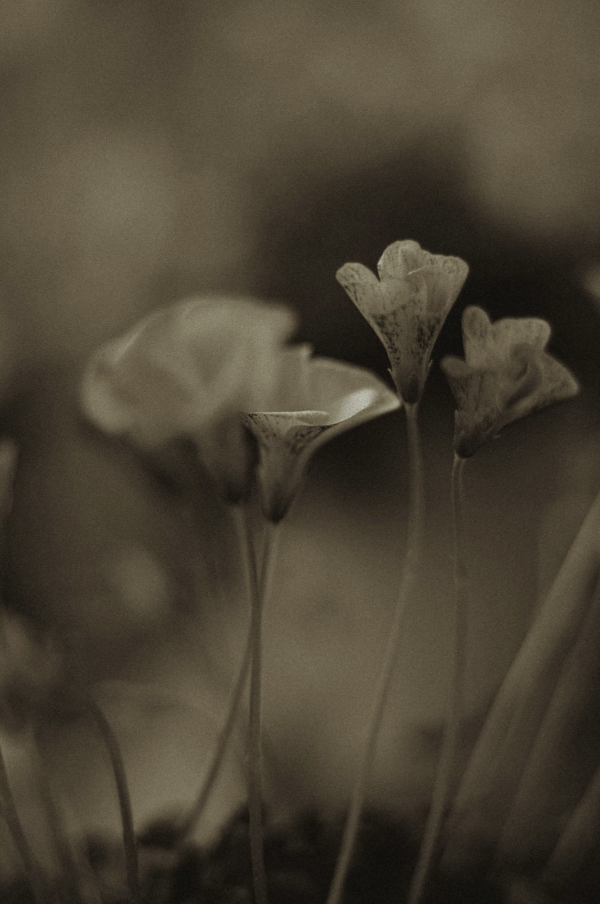 Dark floral background